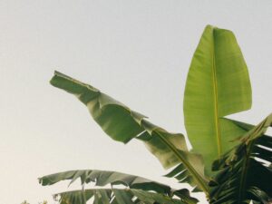 Muz bitkisi yaprakları. Muz gövdelerinden lif üretimi ve Adana'daki kadın kooperatifi projesi için temsili görsel. Fotoğraf: Studio Kealaula / Unsplash.
